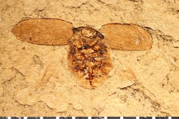 Media type: image;   Entomology PALE-5093